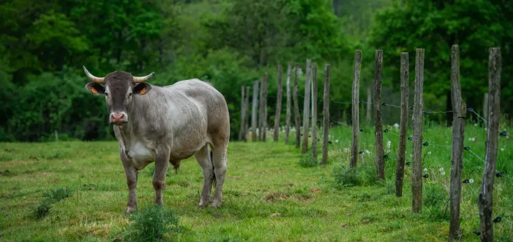 Bœuf de bazas près de Sarlat-la-Canéda